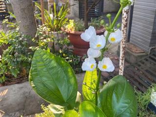 Bán lô đất MT kinh doanh đường chính chợ hoàng da