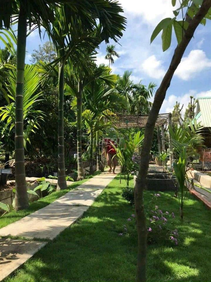Bán nhà vườn viu nghỉ dưỡng tân an nay phường phú an. Tổng 900m