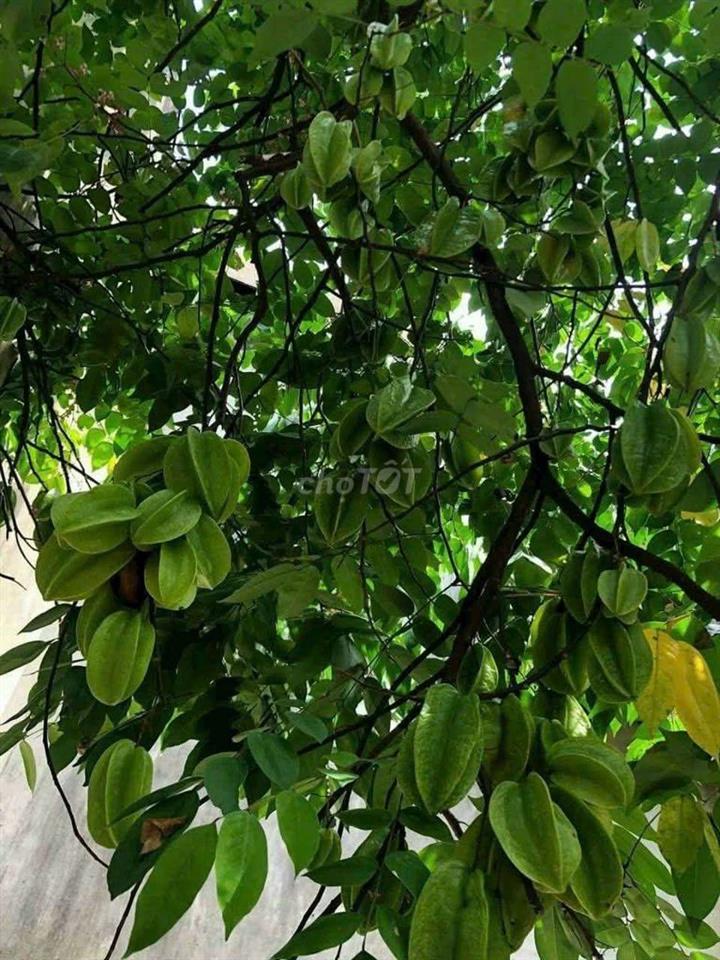 Bán nhà 1 trêt,1 lầu phú mỹ - TDM. Giá 2 tỷ 900