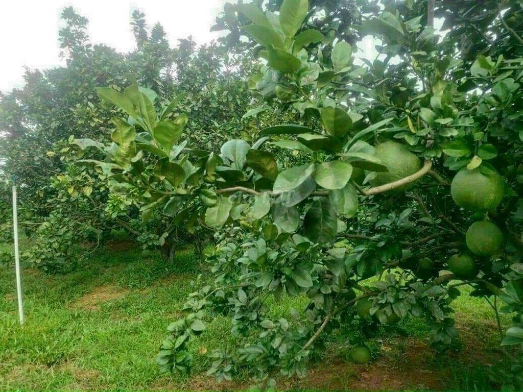 1/ sẹc đất vườn tân an - TDM. Đất xây biệt thự nhà vườn, nhà gỗ