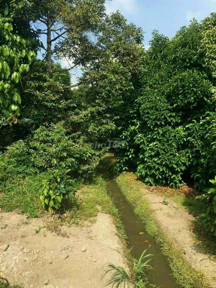 1/ sẹc đất vườn tân an - TDM. Đất xây biệt thự nhà vườn, nhà gỗ