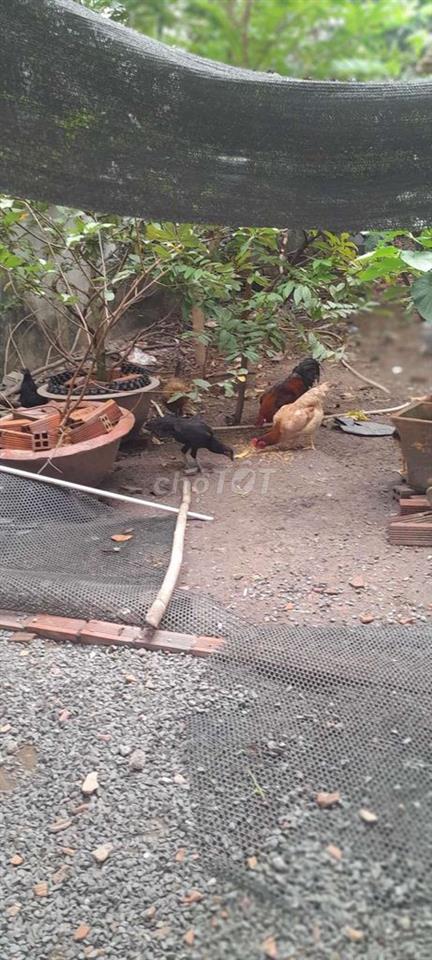 Bán đất định hòa hẻm 71 đường xe hơi. Tổng 125m..Giá 1 tỷ900