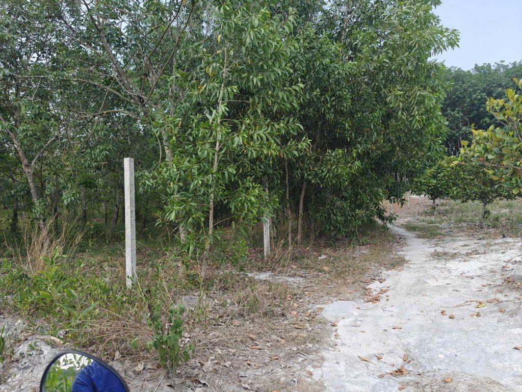 Cho thuê đất thổ cư chính chủ đã tách 5 sổ hồng giá 9,9 triệu/tháng