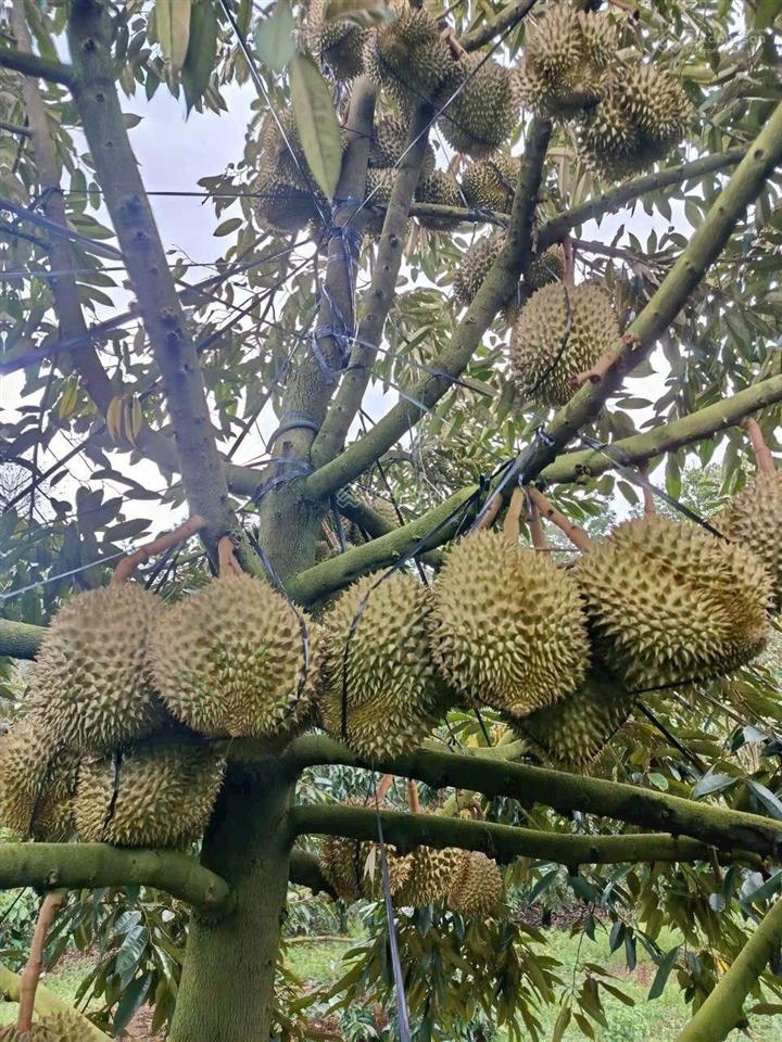 Bán đất xã mỹ đức, huyện dateh  tỉnh lâm đồng