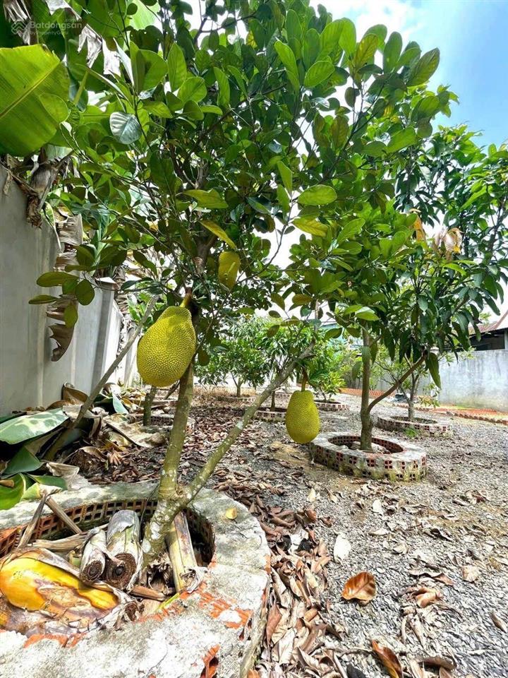 Cg phuớc thạnh củ chi tp hcm...
cần bán gấp nhà vườn siêu đẹp, đã hoàn công đường xe hơi.