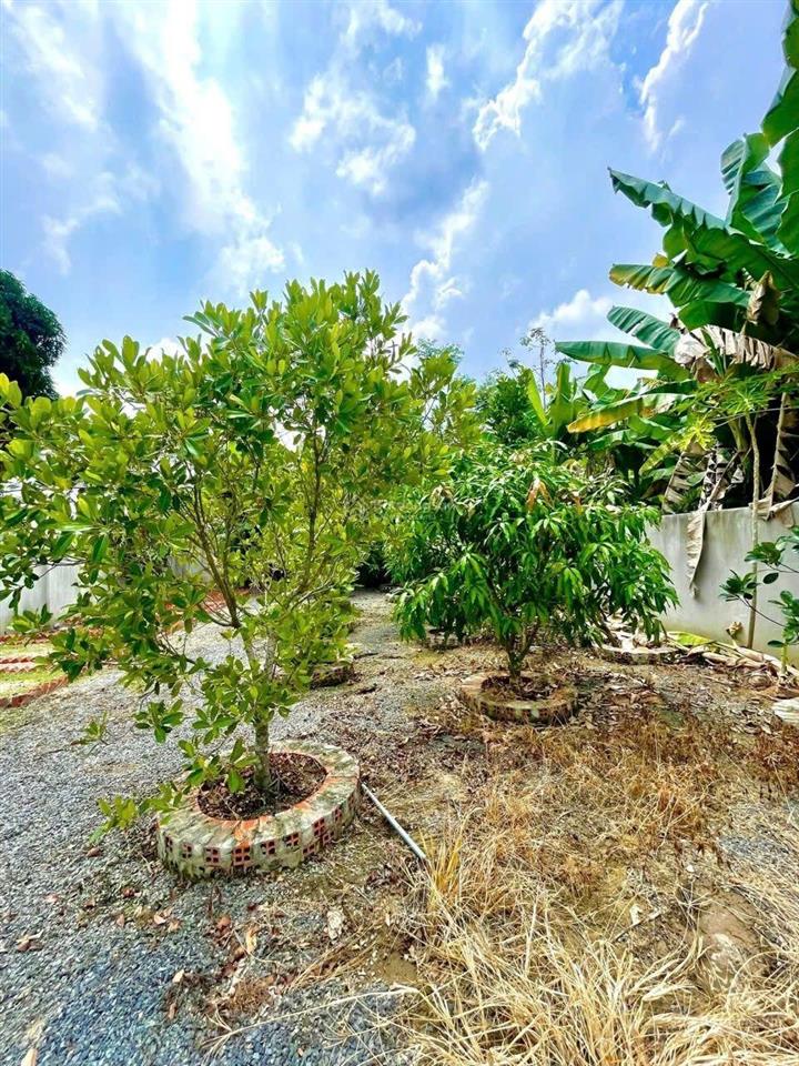 Cg phuớc thạnh củ chi tp hcm...
cần bán gấp nhà vườn siêu đẹp, đã hoàn công đường xe hơi.