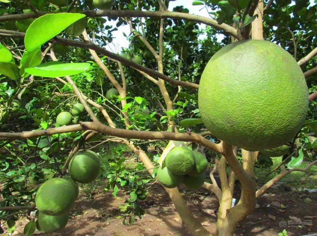 Kẹt tiền bán rẻ vườn nghỉ dưỡng diện tích lớn ở minh thành, chơn thành, tphcm giá chỉ 550 triệu shr