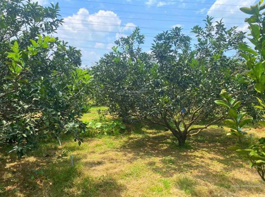 Kẹt tiền bán rẻ vườn nghỉ dưỡng diện tích lớn ở minh thành, chơn thành, tphcm giá chỉ 550 triệu shr