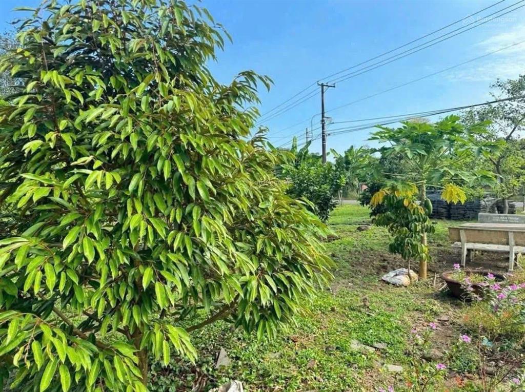 Kẹt tiền bán rẻ vườn nghỉ dưỡng diện tích lớn ở minh thành, chơn thành, tphcm giá chỉ 550 triệu shr