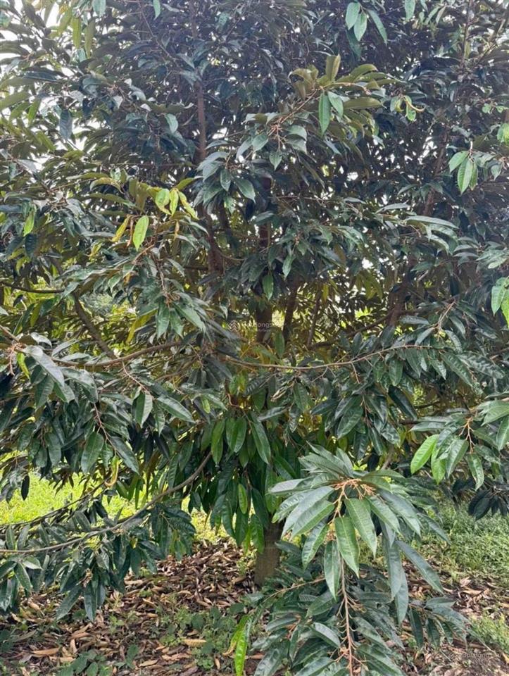 Kẹt tiền bán rẻ vườn nghỉ dưỡng diện tích lớn ở minh thành, chơn thành, tphcm giá chỉ 550 triệu shr