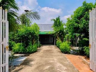 Bán đất nhà vườn mặt tiền đường hồ chí minh 1.099m2 ở trừ văn thố, bàu bàng, tphcm giá chỉ 780triệu