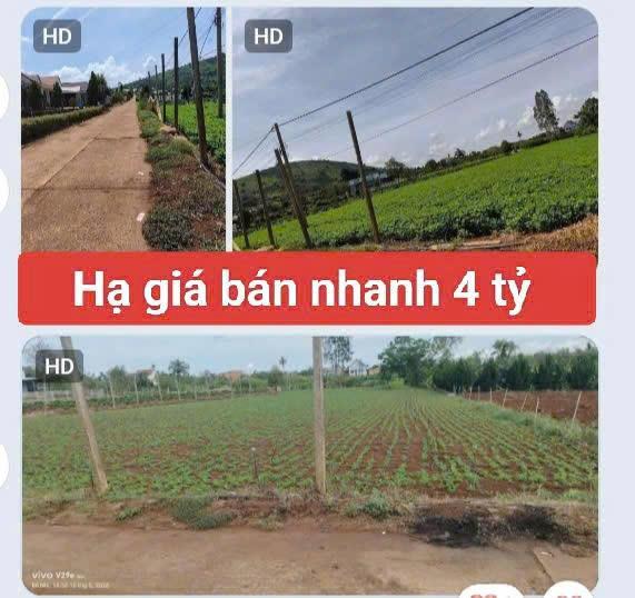 Bán 3120m2 đất xã Tân Hội Đức Trọng Lâm Đồng 4 tỷ
