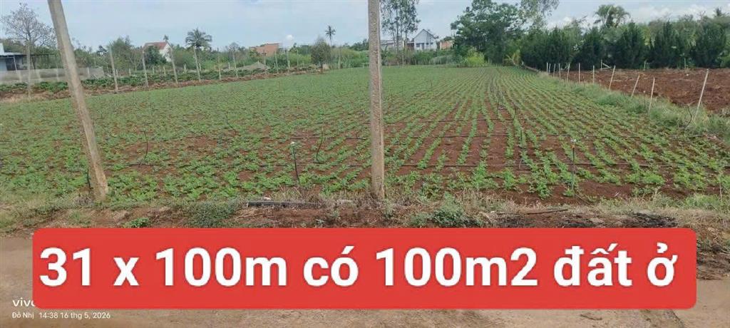 Bán 3120m2 đất xã Tân Hội Đức Trọng Lâm Đồng 4 tỷ