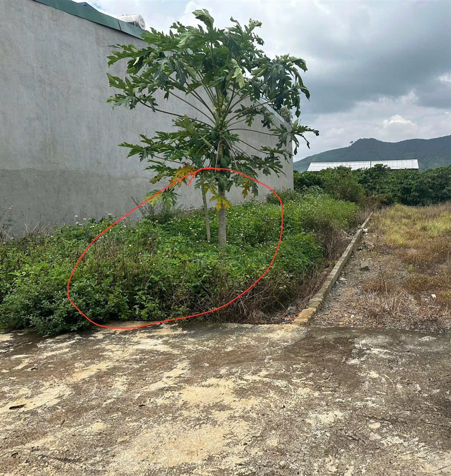 Bán đất 115m2 An Hiệp Liên Hiệp Đức Trọng  Lâm Đồng Giá Chỉ 900 triệu