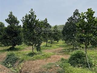 Bán 1 sào đất đang trồng mít tại an thái cũ. ngang 14m rộng rãi làm kho xưởng, trang trại.