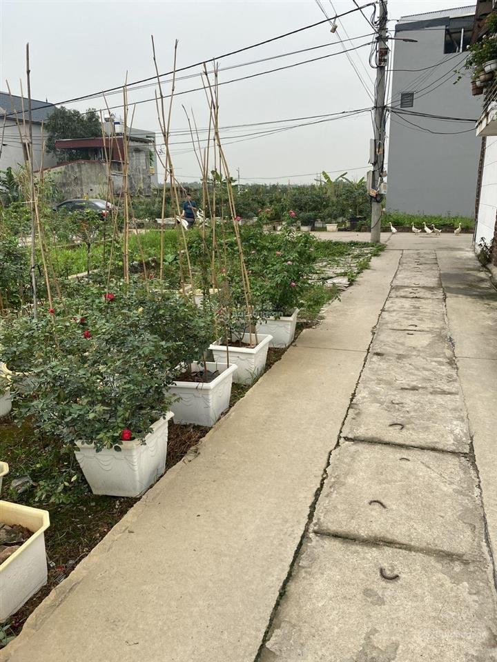 Cần bán đất chính chủ tại tổ 9 tt quang minh (địa chỉ cũ) vị trí và thông số đẹp