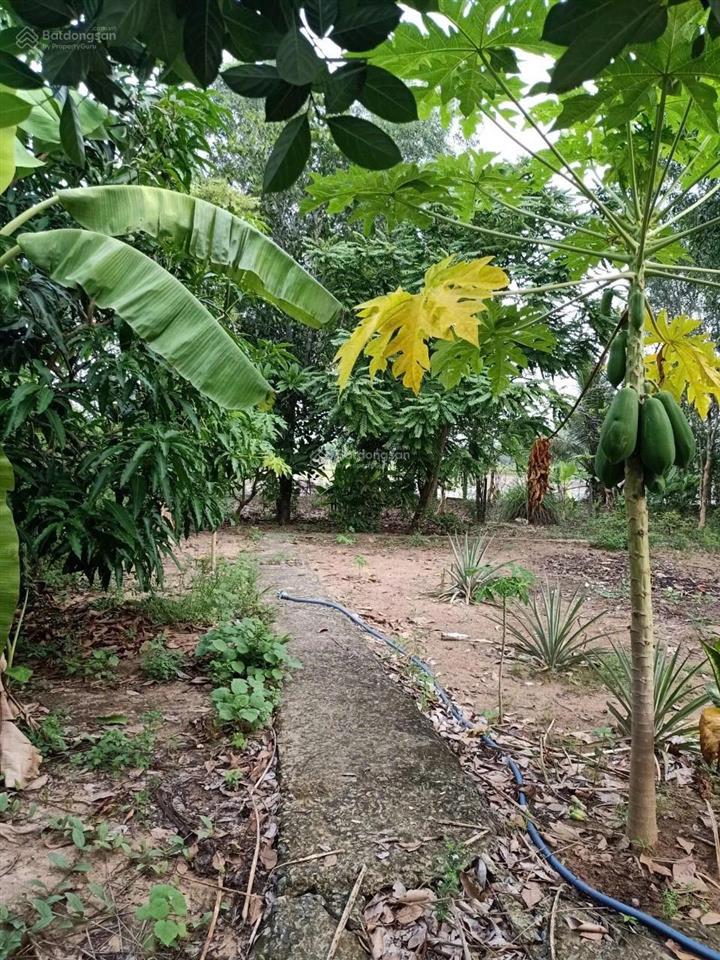 Bán đất 590 m2 có 217m2 thổ cư, nhà full thổ cư, tại b8/33 ấp 51, bình chánh, 10 tỷ vnd