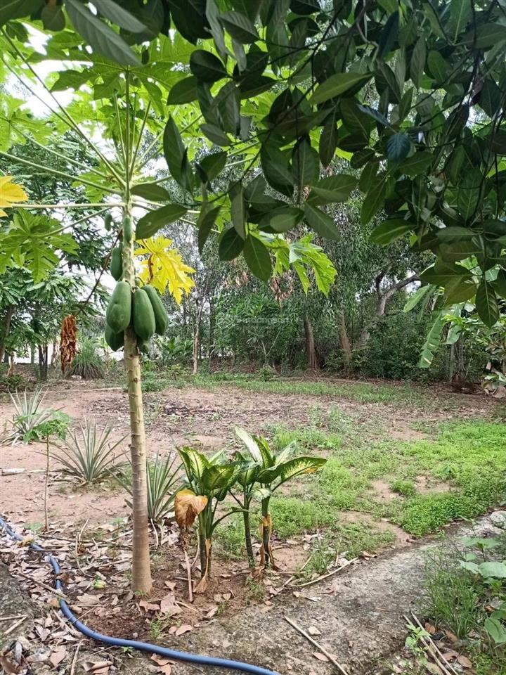 Bán đất 590 m2 có 217m2 thổ cư, nhà full thổ cư, tại b8/33 ấp 51, bình chánh, 10 tỷ vnd