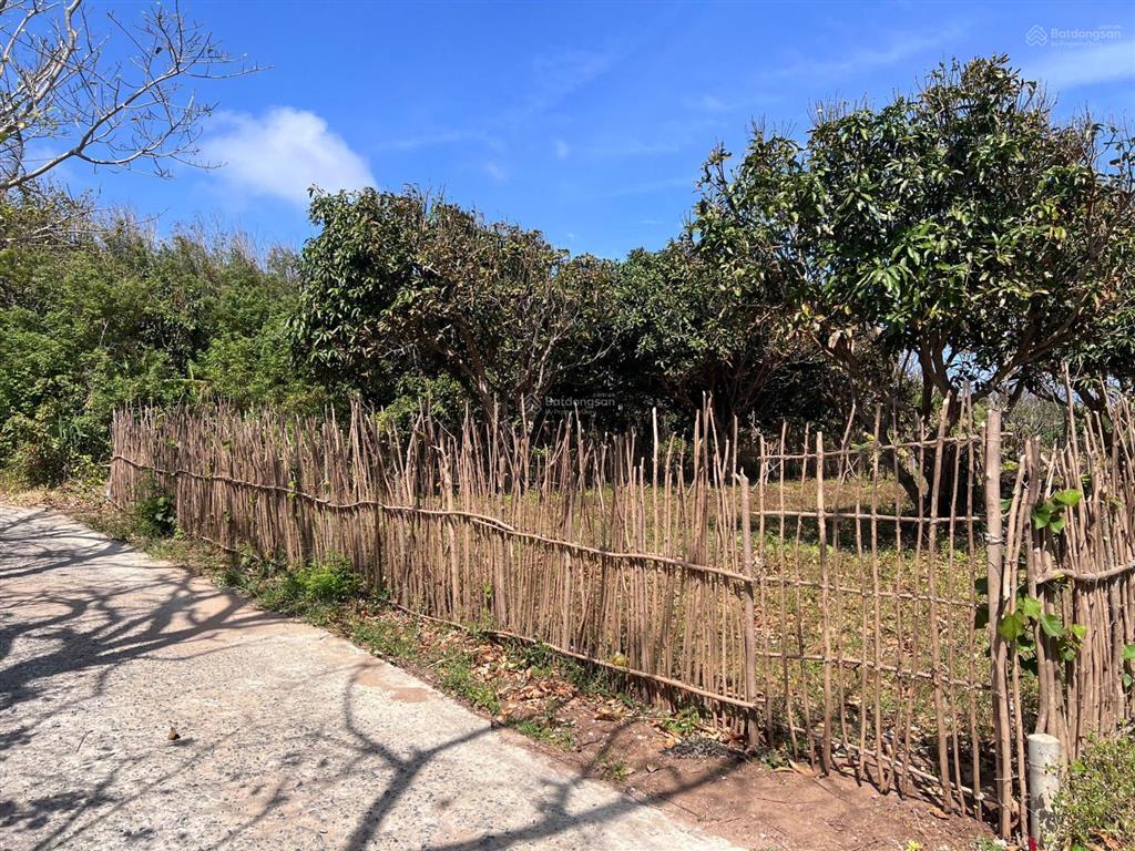 Bán lô đất 563m2 sổ hồng riêng đảo phú quý đường bê tông giá 580 triệu, xung quanh nhiều nhà vườn