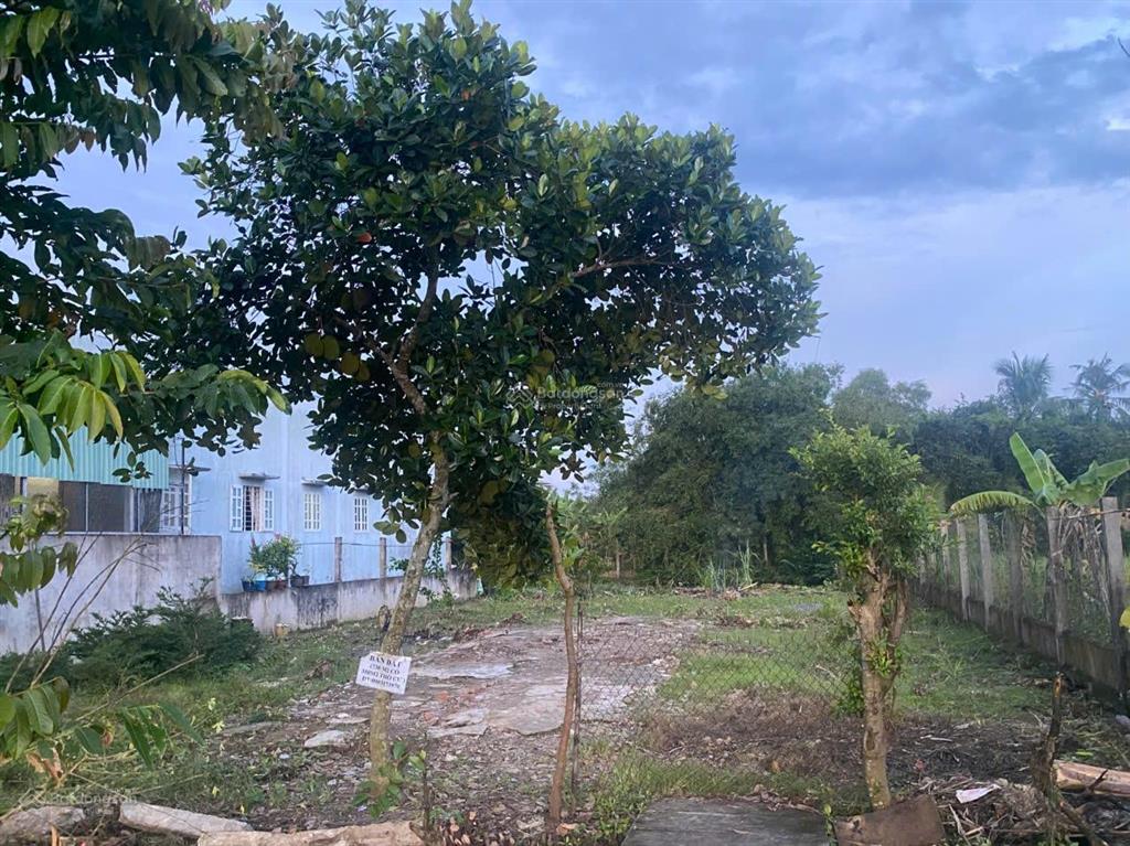 Chính chủ bán đất mặt tiền đường trần thị tám, phước lý, cần giuộc 730m² có thổ cư, giá 5.2 tỷ