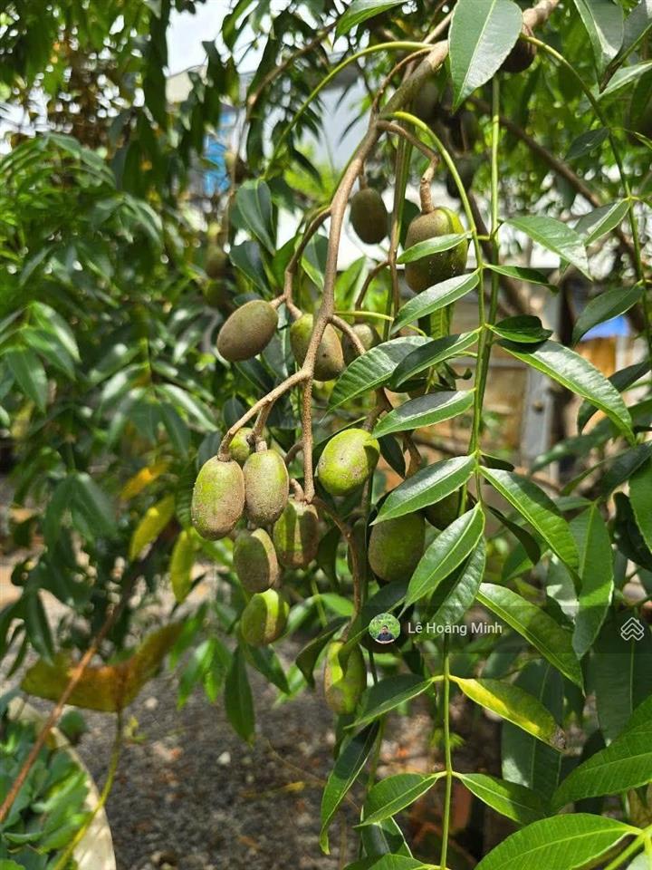 Biệt thự đẳng cấp 1000m2 3 tầng có sân vườn hồ bơi lớn đường lê thị riêng