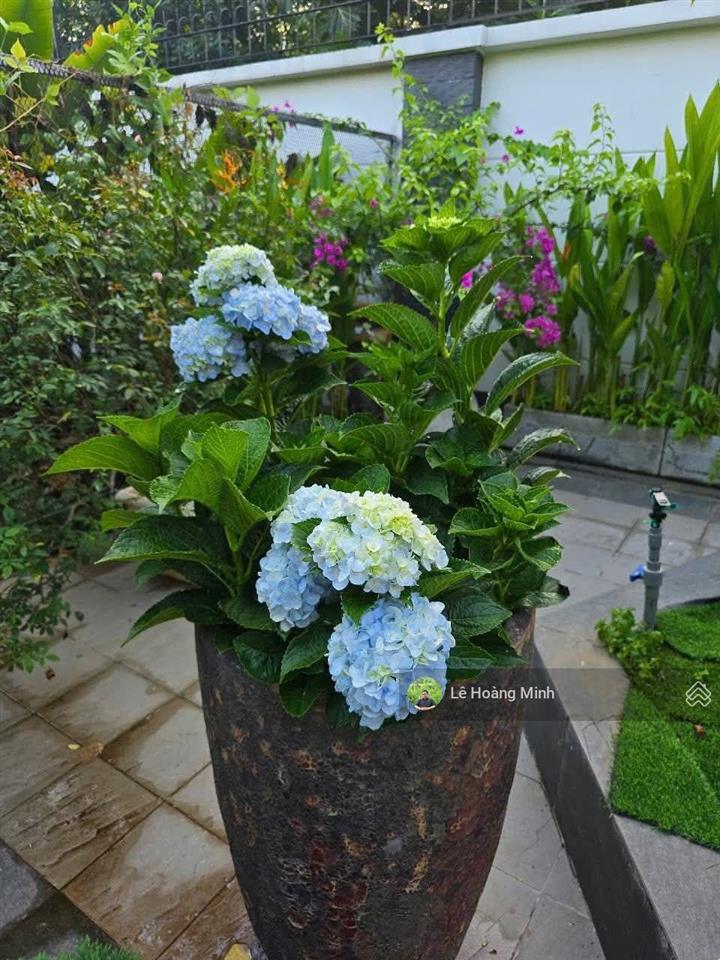 Biệt thự đẳng cấp 1000m2 3 tầng có sân vườn hồ bơi lớn đường lê thị riêng