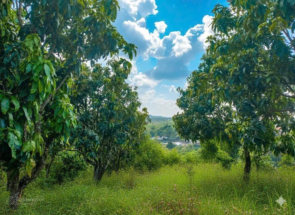Đất nhà vườn view hồ trị an, ql20  ngang lớn 22m  mặt tiền đường bê tông  shr