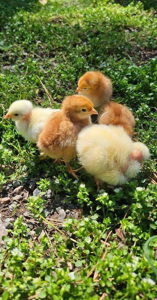 Săn đất view hồ trị an nghỉ dưỡng  đường bê tông  chỉ 850tr shr