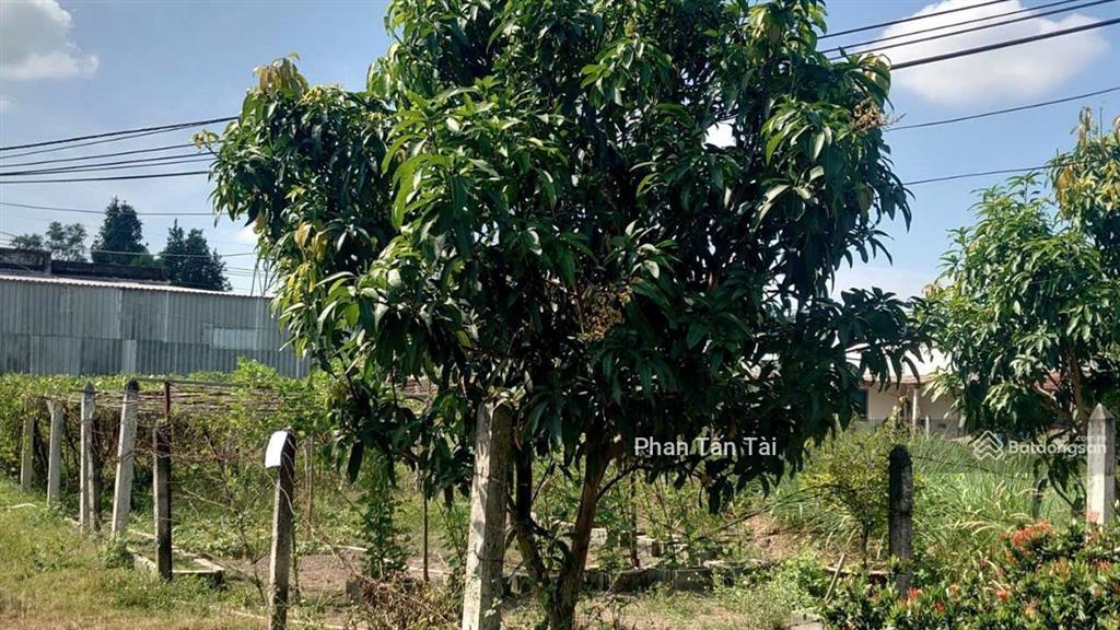 Giá còn tl 1,95 tỷ đất phú hòa đông củ chi 227.1m² có 165m² thổ cư, ngang 23m, đường ôtô 40m ra tl5