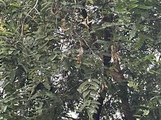 Đất chính chủ sổ hồng riêng gặp để thương lượng
