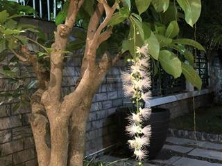 Bán biệt thự liền kề, gamuda gardens, hoàng mai, hà nội (đông tứ mệnh  sẵn ở  giá tốt)