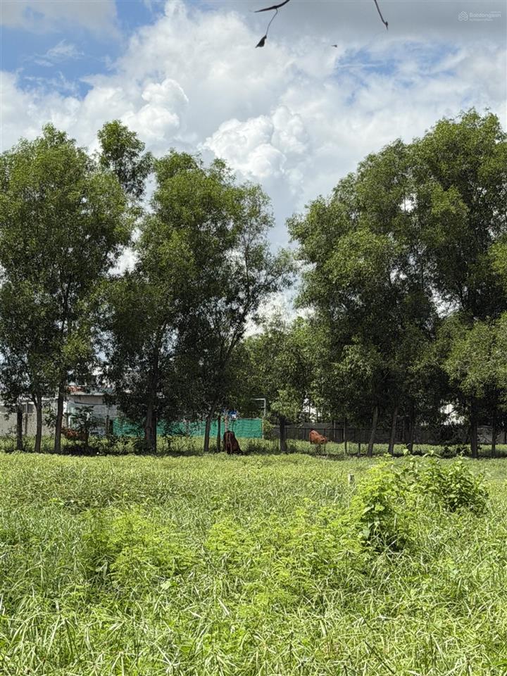 Bán đất 13,500m2 tân thông hội, củ chi, đường vào 7m, sổ đỏ,  chính chủ mua ngay