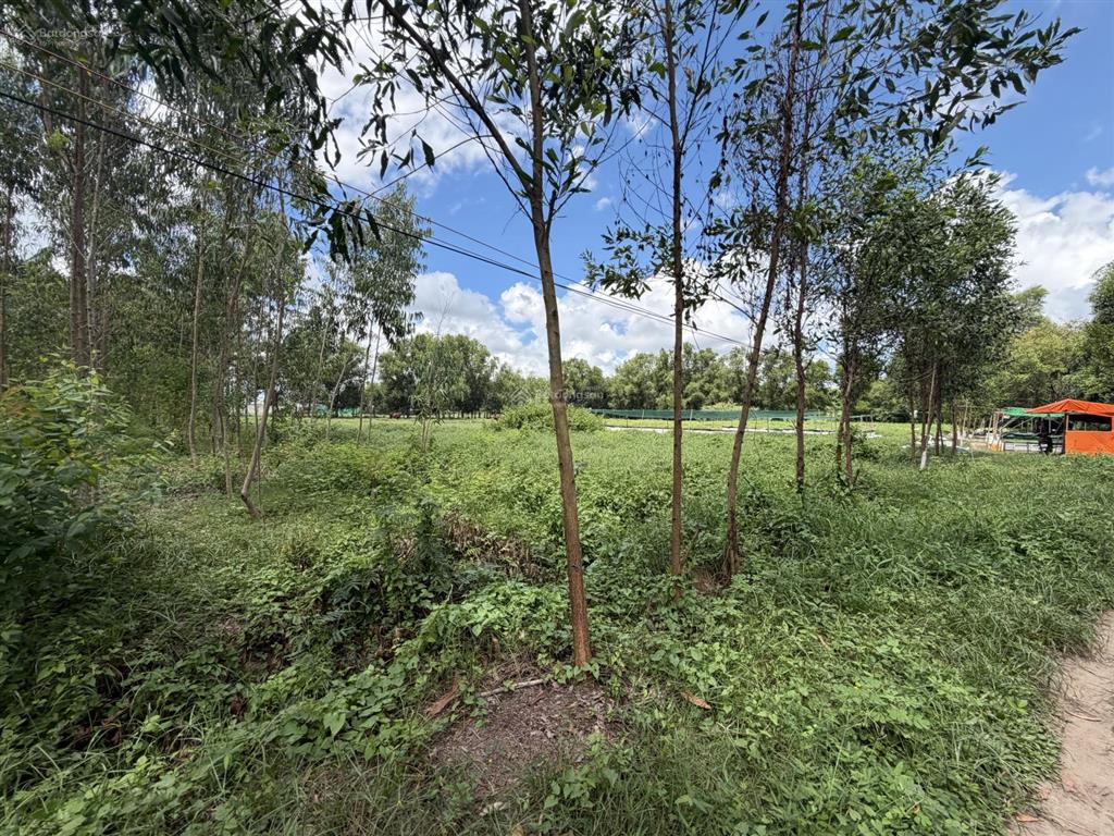 Bán đất 13,500m2 tân thông hội, củ chi, đường vào 7m, sổ đỏ,  chính chủ mua ngay