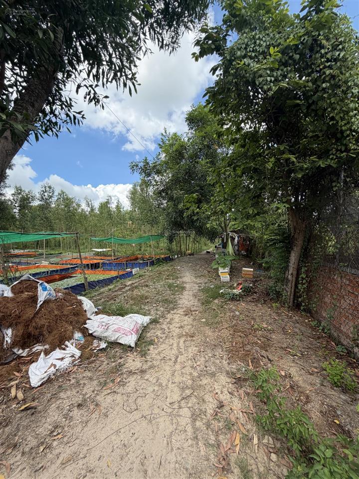 Bán đất 13,500m2 tân thông hội, củ chi, đường vào 7m, sổ đỏ,  chính chủ mua ngay