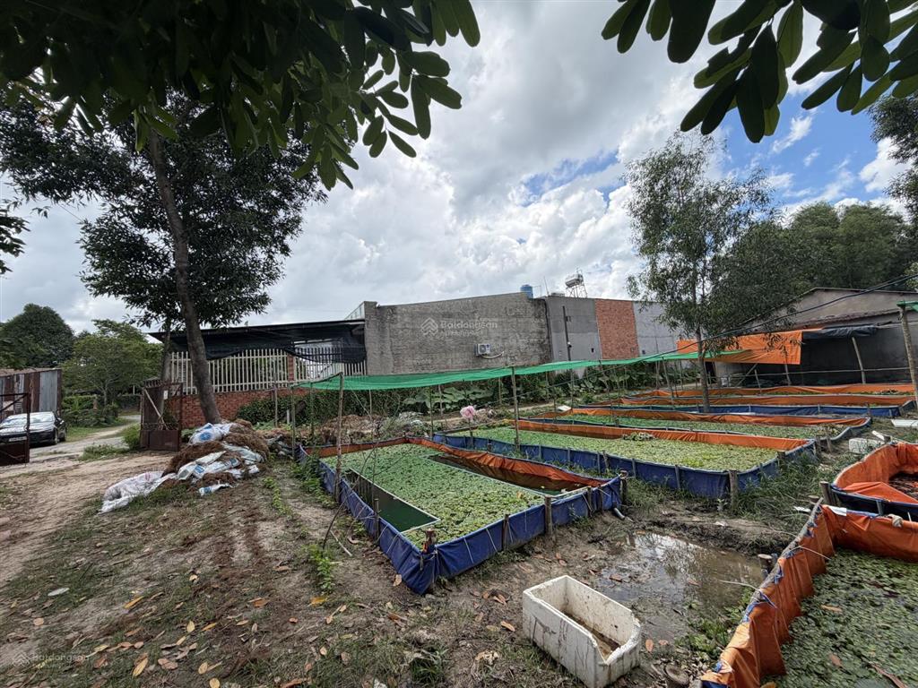 Bán đất 13,500m2 tân thông hội, củ chi, đường vào 7m, sổ đỏ,  chính chủ mua ngay