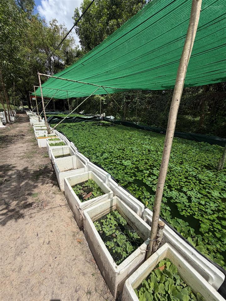 Bán đất 13,500m2 tân thông hội, củ chi, đường vào 7m, sổ đỏ,  chính chủ mua ngay