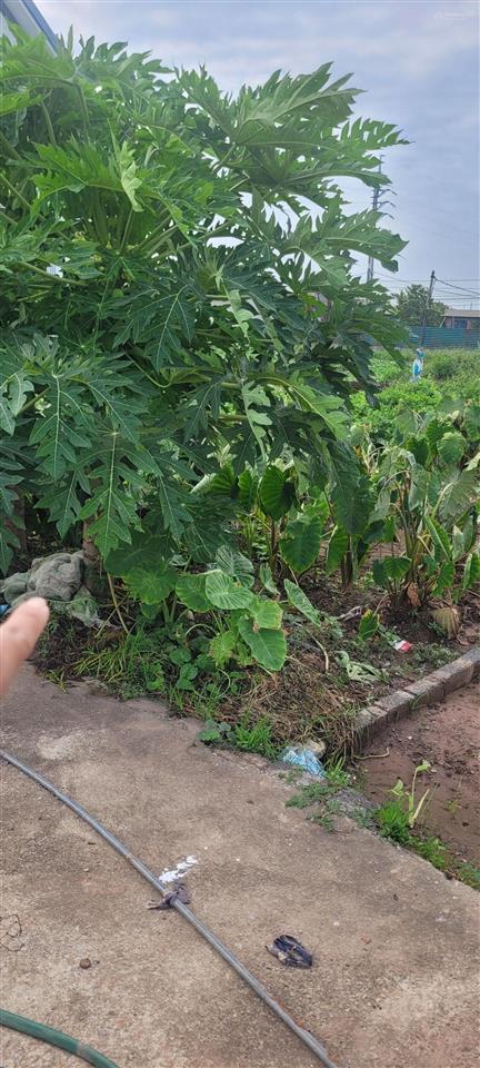Chính chủ bán đất tại chương dương, 56,4 m2, hướng bắc, xe tải đỗ cửa