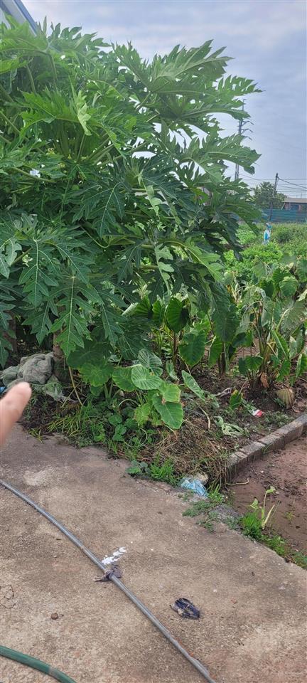 Bán đất tại chương dương, 4,6 tỷ, 56,4 m2, hướng bắc, xe tải đỗ cửa