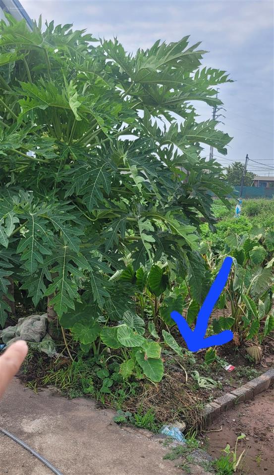 Chính chủ cần tiền bán gấp mảnh đất thư dương  chương dương (thứ phú  thường tín cũ)