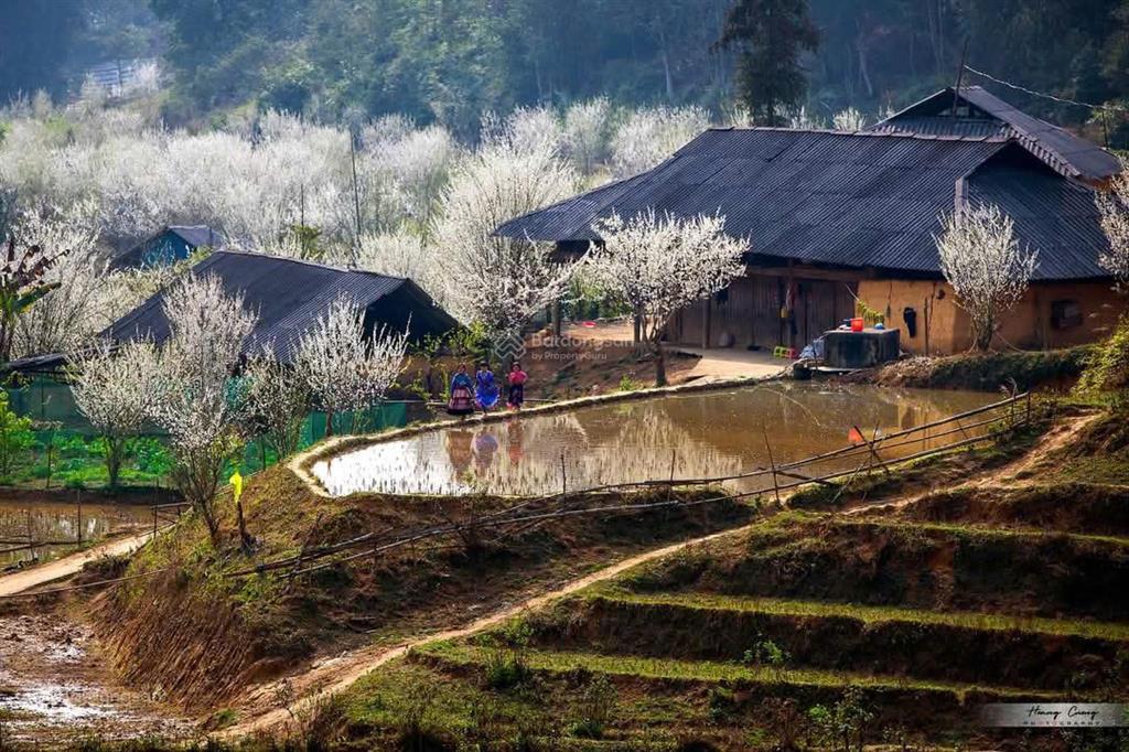 Bán 4,5ha đất du lịch (bắc hà), đường rộng ô tô vào tận đất, view rất đẹp, phù hợp làm nghỉ dưỡng