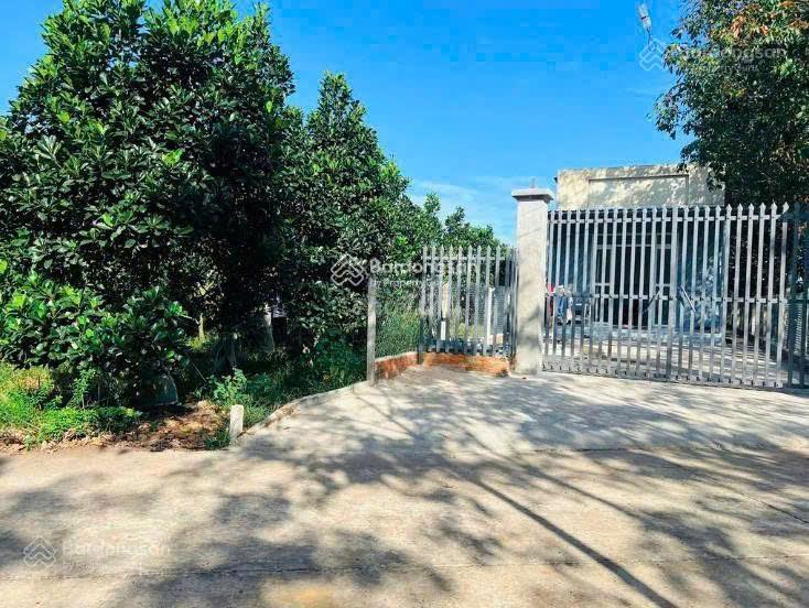 Chủ cần tiền bán vườn đang thu hoạch xã phước thành hcm  giá 490tr/250m2 sổ sẵn