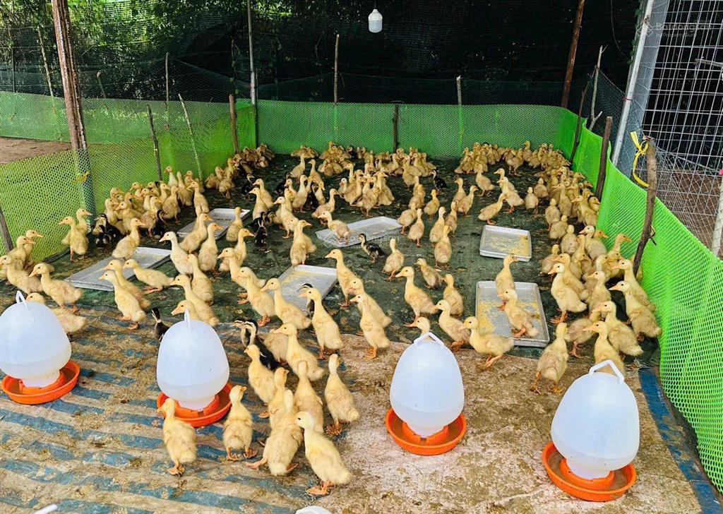 4.109m2 đất vườn ngay bình chánh tp.hcm, đường bê tông vào tận đất, có sẵn nhà, 2 ao cá, điện 3pha