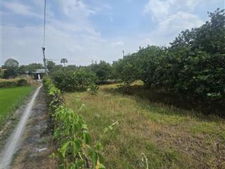 Bán đất trồng bưởi hiện có cây sẳn đang thu hoạch giá tốt sổ sẳn