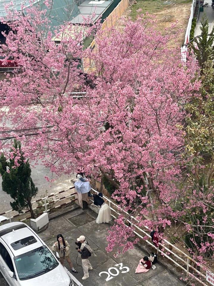 Cách hồ xuân hương chỉ 800m, căn chung cư yersin đã cải tạo cần sang nhượng 1,850 tỷ