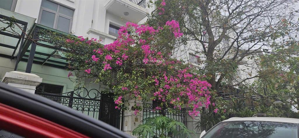 Bán biệt thự vinhomes riverside, giá cực chất, 38,5 tỷ, 193,1m2