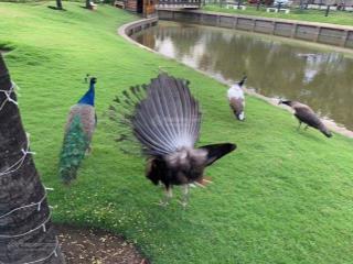 Biệt thự valora kikyo view hồ giá chỉ 24 tỷ.  0919 389 *** mr tân