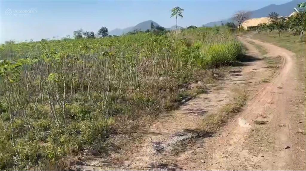 Cần bán đất gần ql 26 tại thôn xóm mới, xã tây ninh hòa, khánh hòa