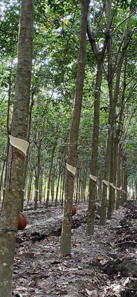 Bán 3,4 mẫu cao su đang cạo năm 2, cách nhựa đt 785 khoảng 800m, mặt tiền đường đất qh20m