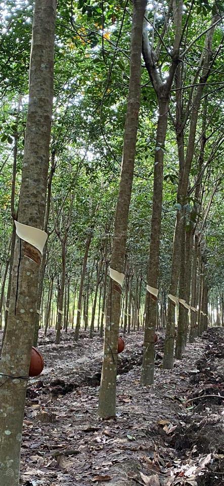 Bán 3,4 mẫu cao su đang cạo năm 2, cách nhựa đt 785 khoảng 800m, mặt tiền đường đất qh20m