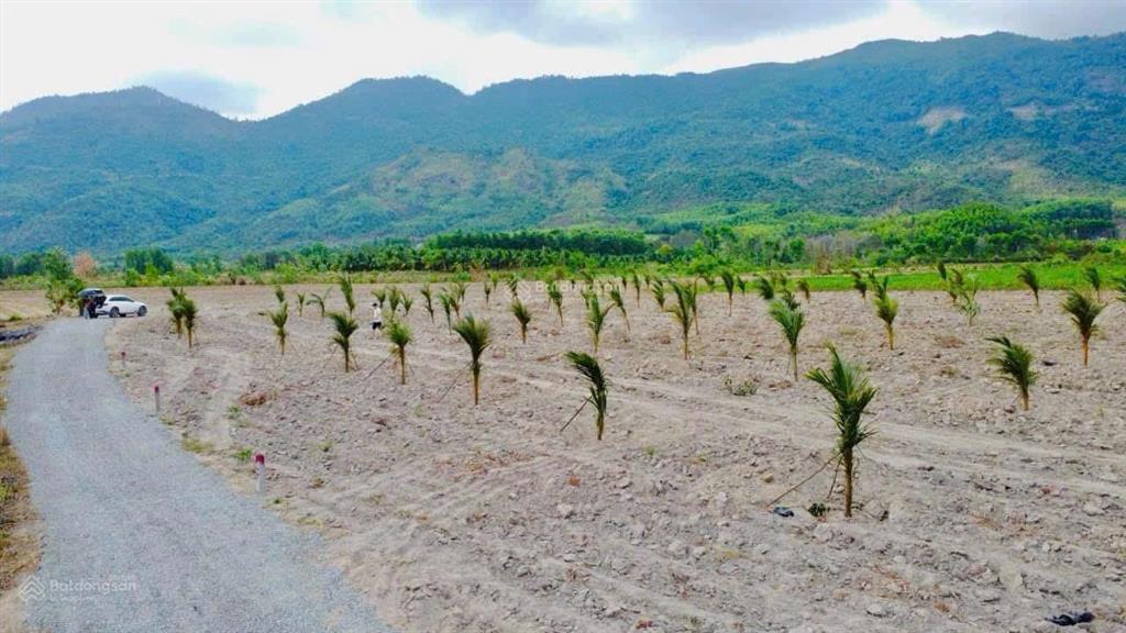 Đất buôn sim ninh tây, ninh hòa. diện tích 1000m2 (đất cây lâu năm) đường ô tô tới tận